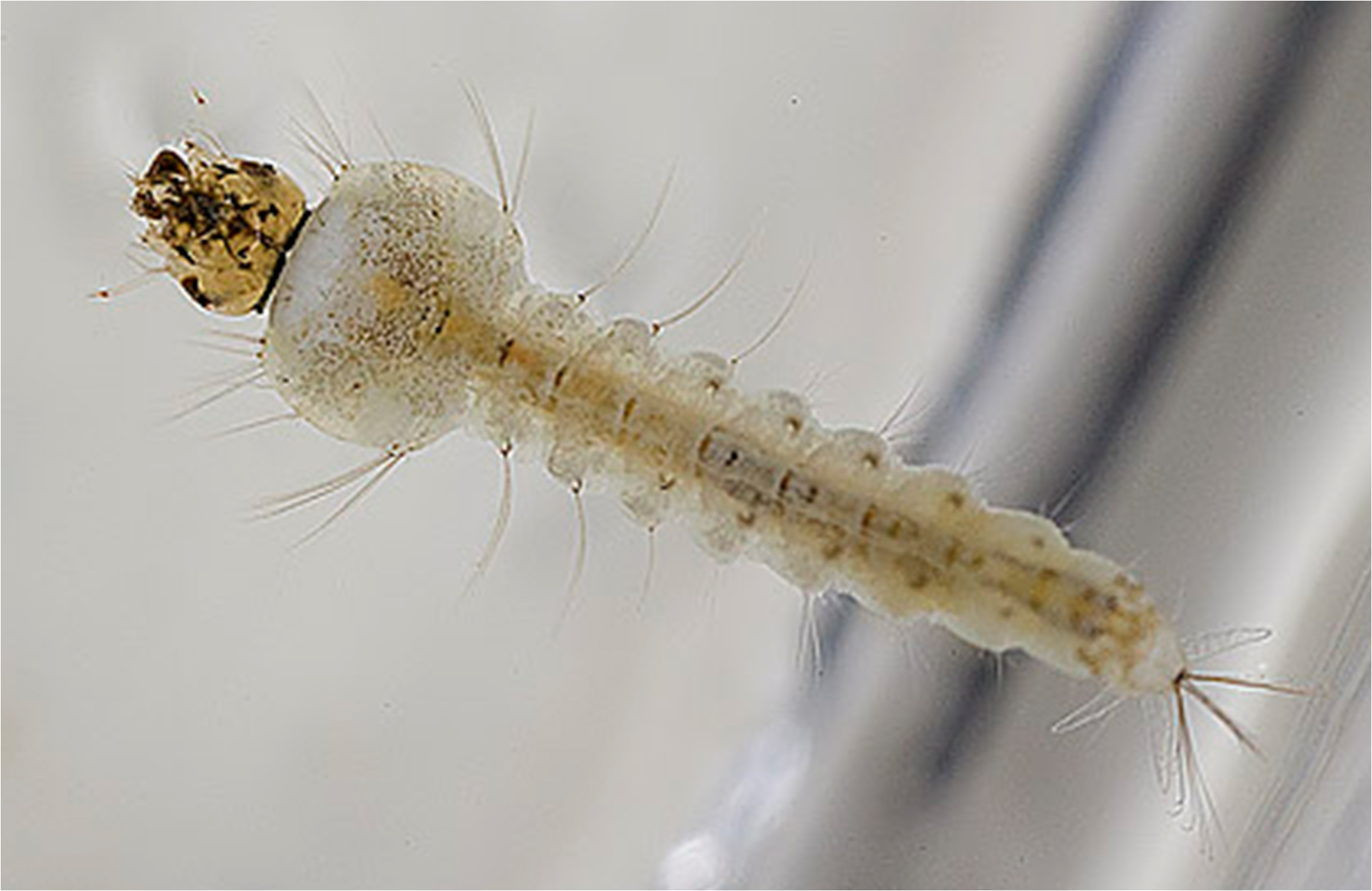 Evaluation of larvicides | LITE