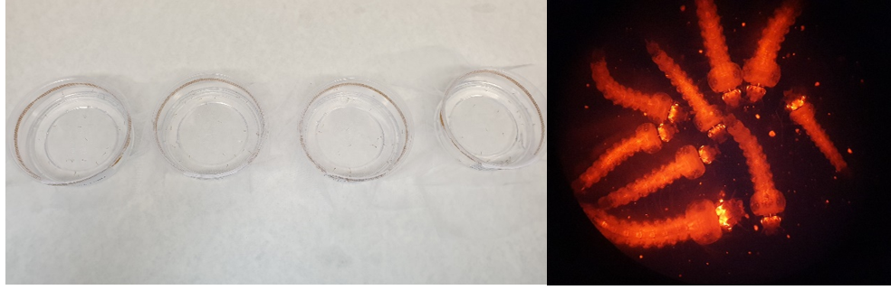  Figure 1. Previous larval insecticide bioassay performed in LITE (left) using transgenic An. Coluzzi marked by the DsRED fluorescent marker in the eye and nervous system.