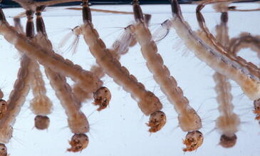 Culex larvae