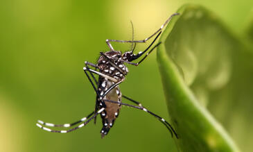 Aedes aegypti mosquito