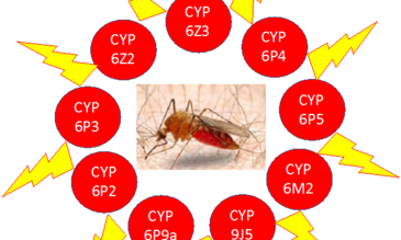 seven recombinant P450s from An. gambiae (CYPs 6M2, 6P2, 6P3, 6P4, 6P5, 9J5) and An. funestus (CYP6P9a) commonly associated with pyrethroid resistance
